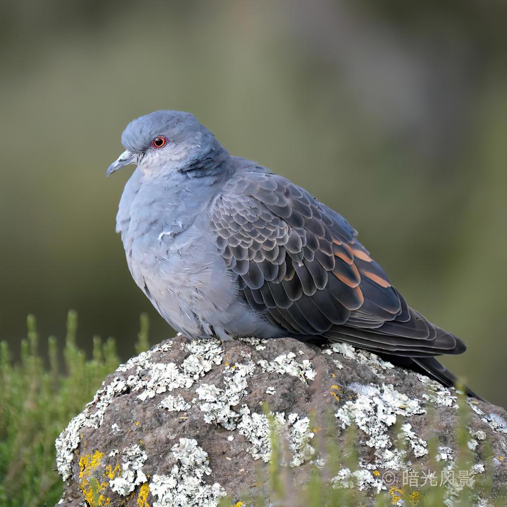 粉胸斑鸠 / Dusky Turtle Dove / Streptopelia lugens