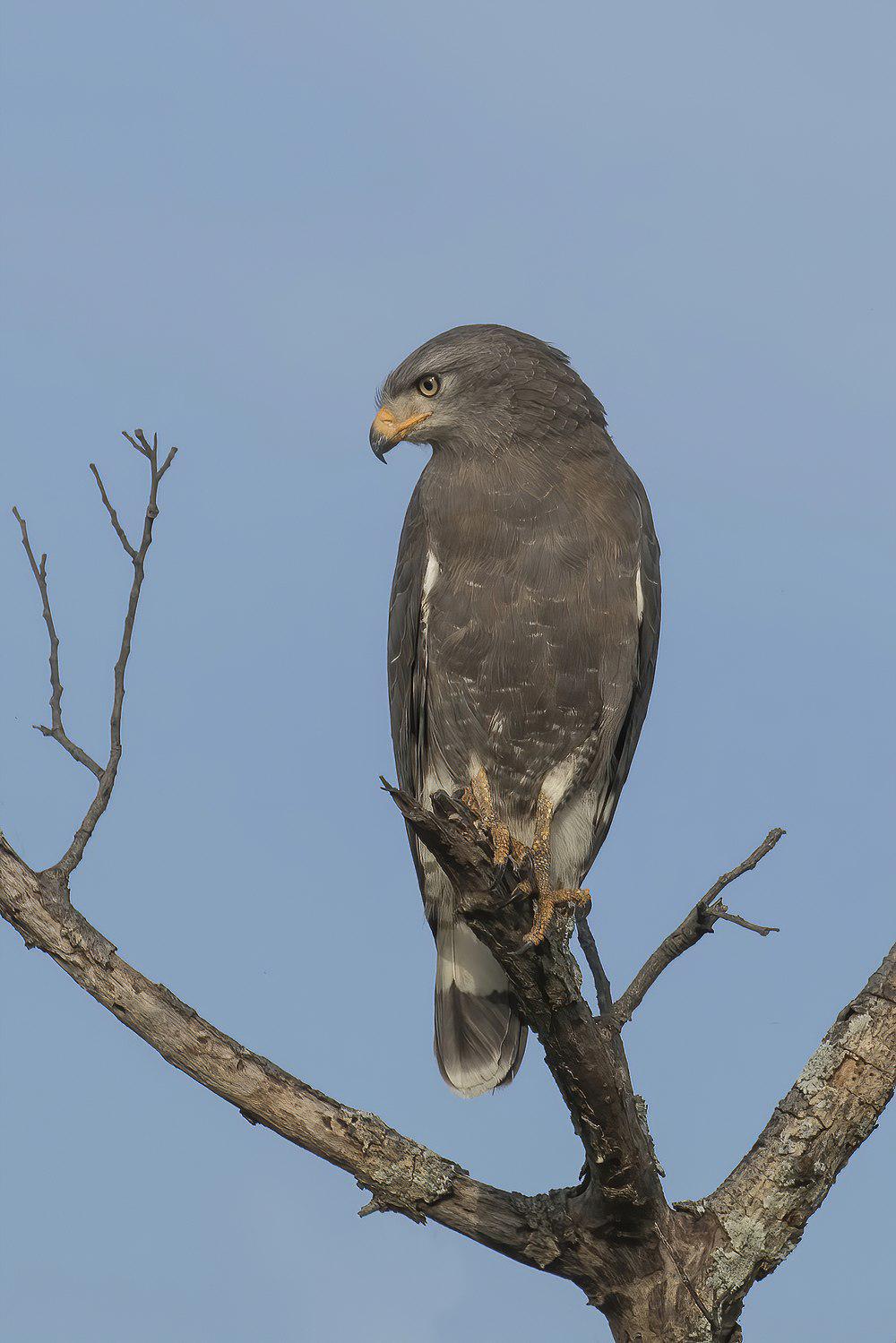 小斑短趾雕 / Western Banded Snake Eagle / Circaetus cinerascens