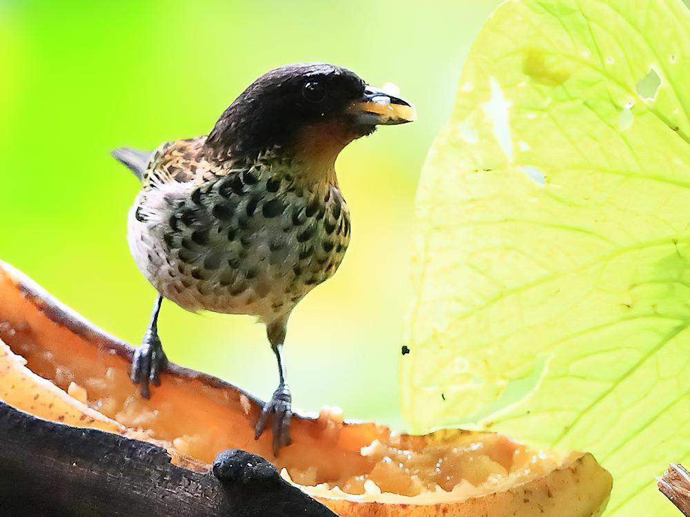 棕喉唐加拉雀 / Rufous-throated Tanager / Ixothraupis rufigula