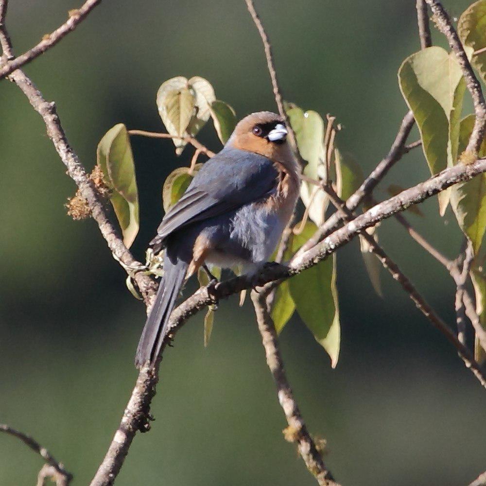 黄棕唐纳雀 / Cinnamon Tanager / Schistochlamys ruficapillus