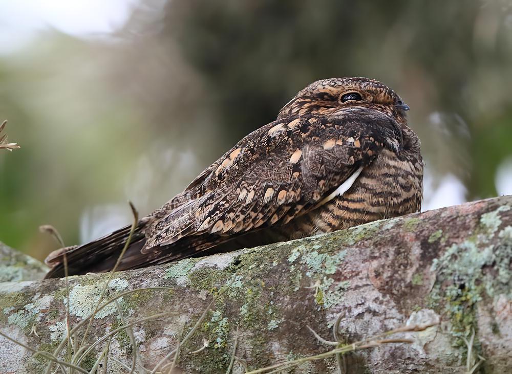 小灰眉夜鹰 / Lesser Nighthawk / Chordeiles acutipennis