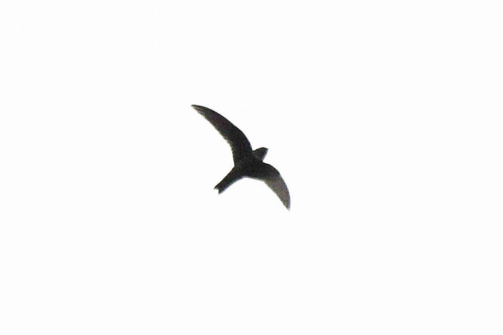 白胸黑雨燕 / White-chested Swift / Cypseloides lemosi