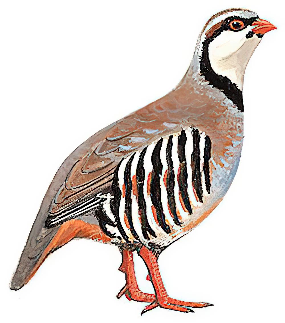 石鸡 / Chukar Partridge / Alectoris chukar