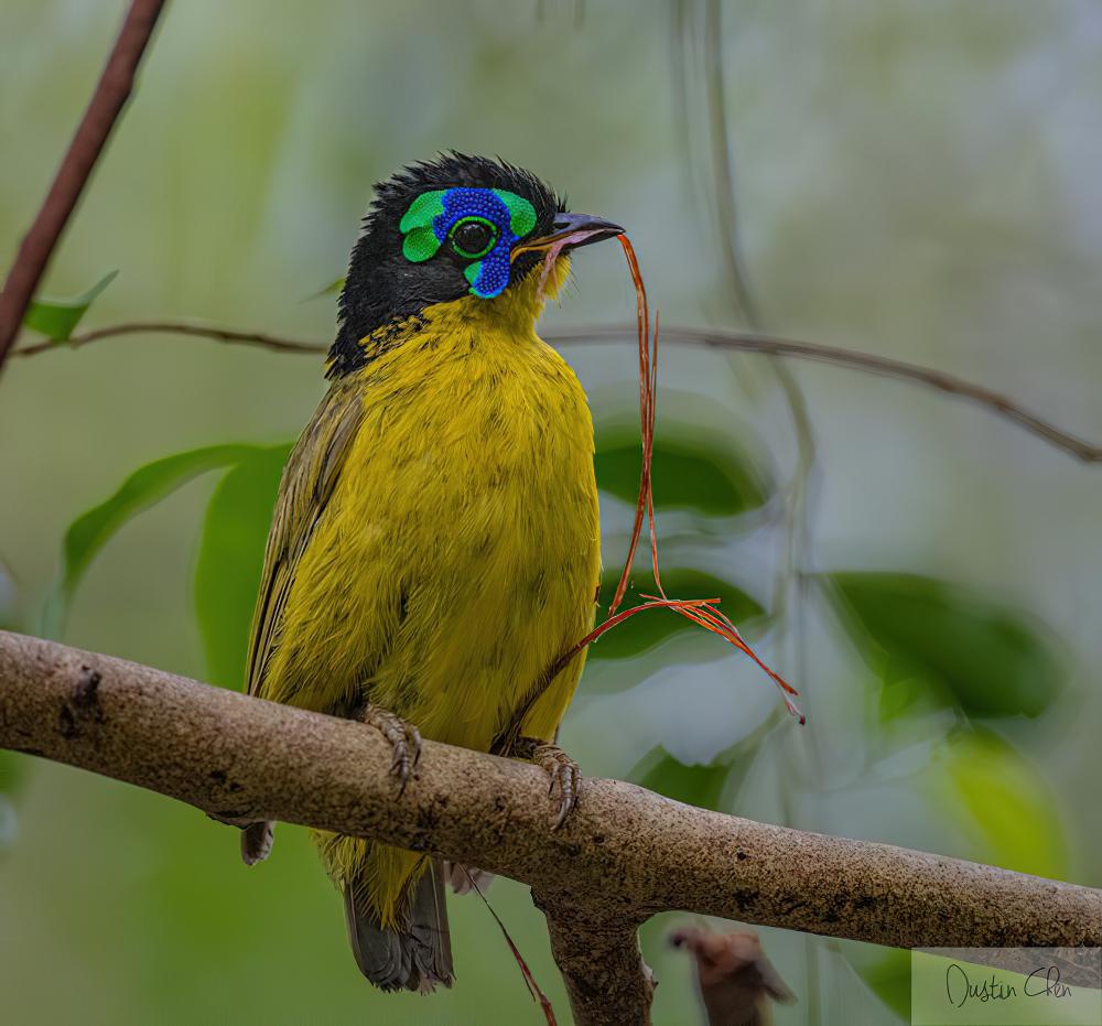 施氏裸眉鸫 / Schlegel\'s Asity / Philepitta schlegeli