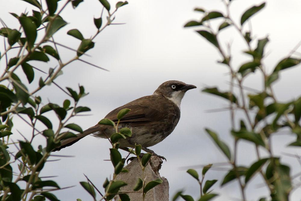 北斑鸫鹛 / Northern Pied Babbler / Turdoides hypoleuca