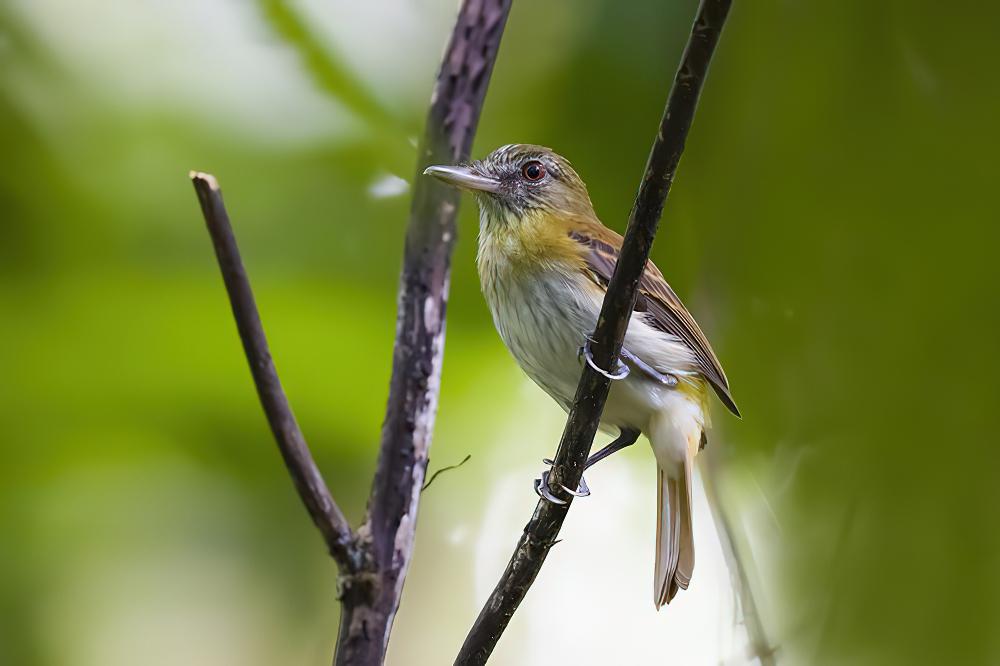 亮腰阿蒂霸鹟 / Bright-rumped Attila / Attila spadiceus