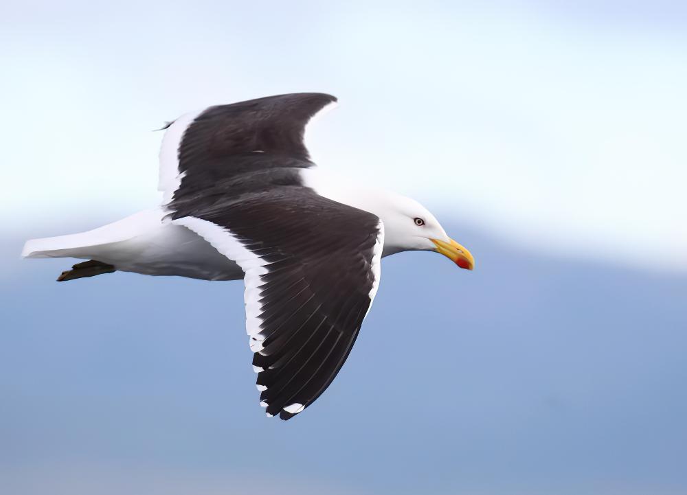 黑背鸥 / Kelp Gull / Larus dominicanus