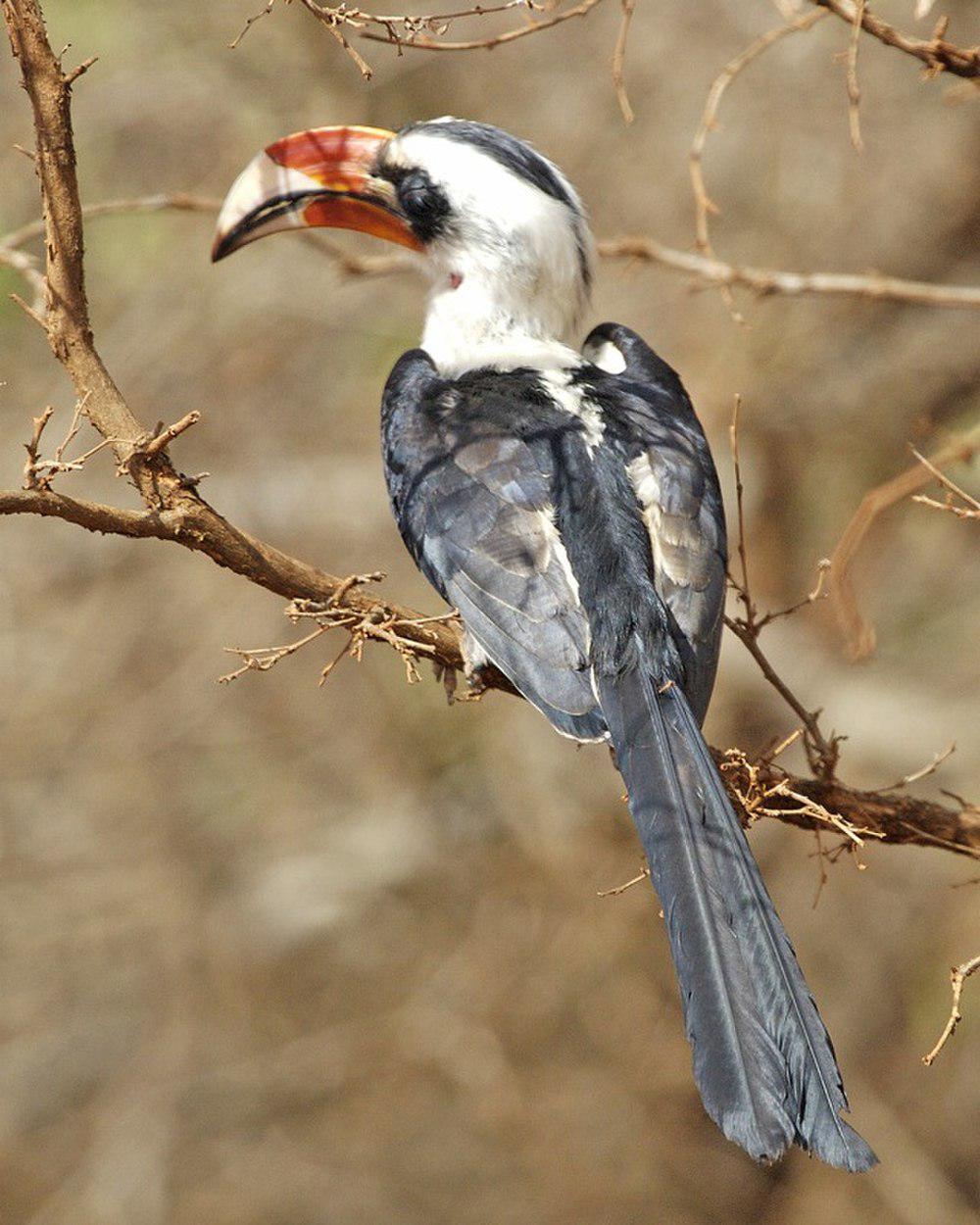 斑嘴弯嘴犀鸟 / Von der Decken\'s Hornbill / Tockus deckeni