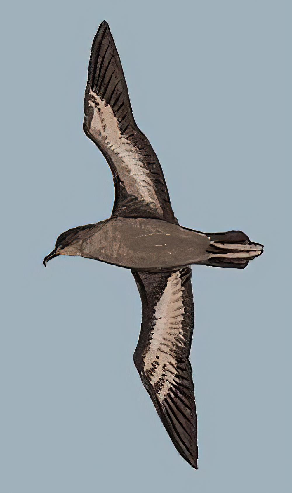 短尾鹱 / Short-tailed Shearwater / Ardenna tenuirostris