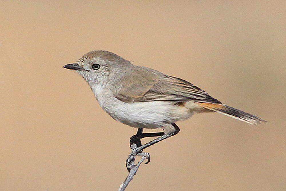 栗尾刺嘴莺 / Chestnut-rumped Thornbill / Acanthiza uropygialis