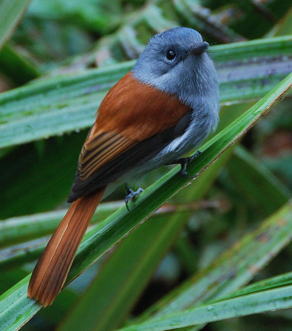 毛里求斯寿带 / Mascarene Paradise Flycatcher / Terpsiphone bourbonnensis