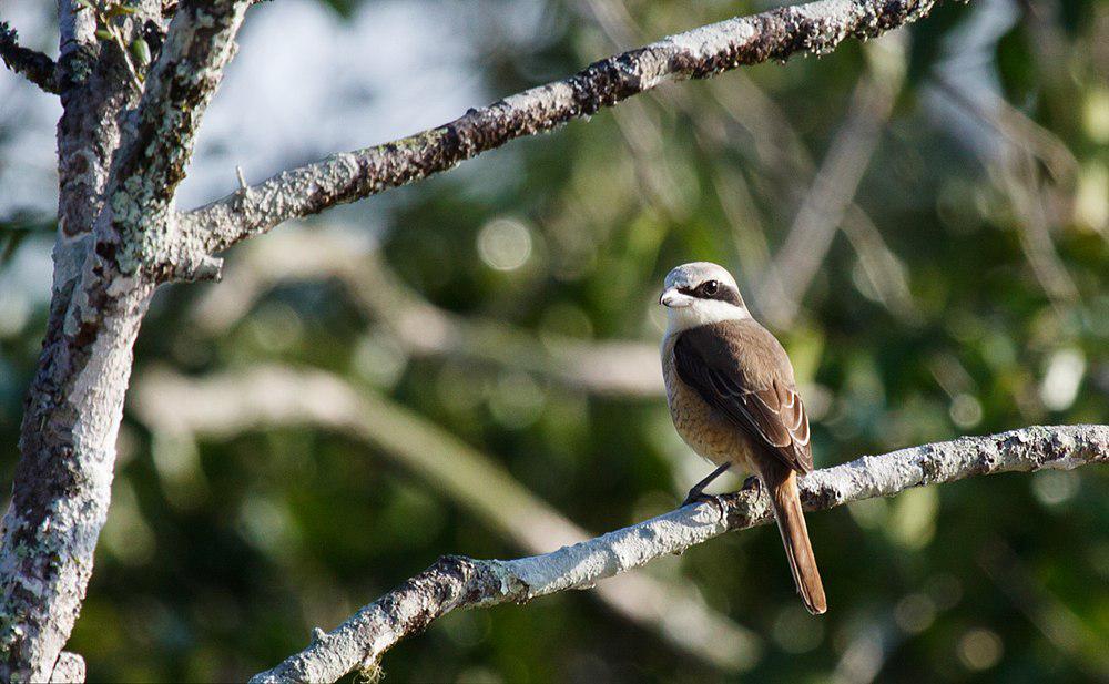 灰顶伯劳 / Mountain Shrike / Lanius validirostris