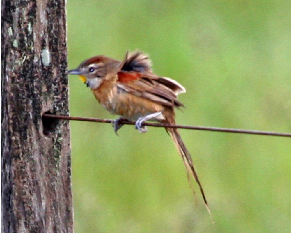 霍托针尾雀 / Chotoy Spinetail / Schoeniophylax phryganophilus