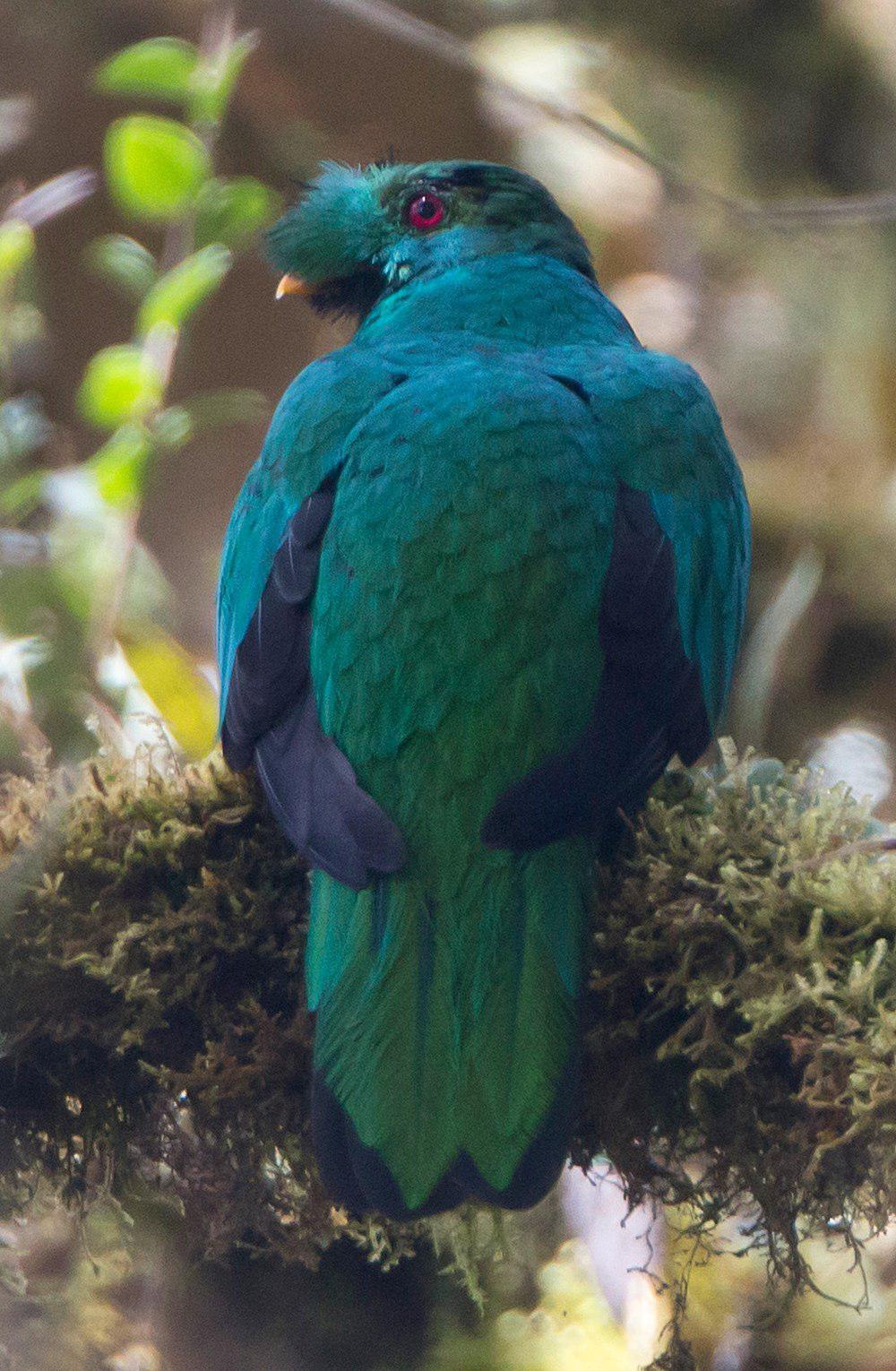 凤头绿咬鹃 / Crested Quetzal / Pharomachrus antisianus