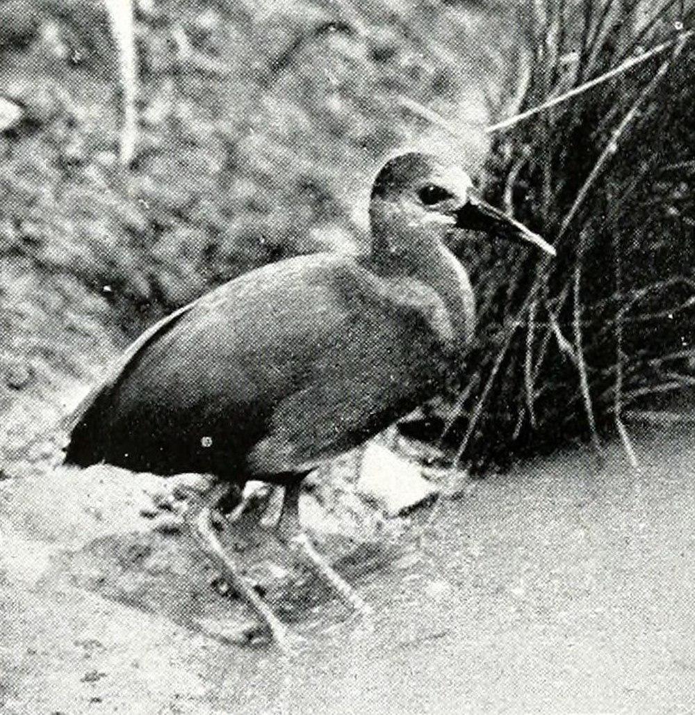 阿芝秧鸡 / Aztec Rail / Rallus tenuirostris