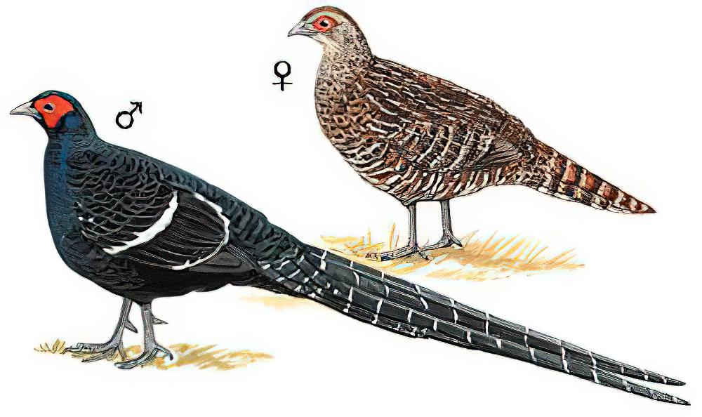 黑长尾雉 / Mikado Pheasant / Syrmaticus mikado