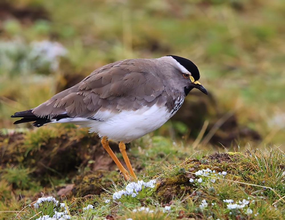 斑胸麦鸡 / Spot-breasted Lapwing / Vanellus melanocephalus