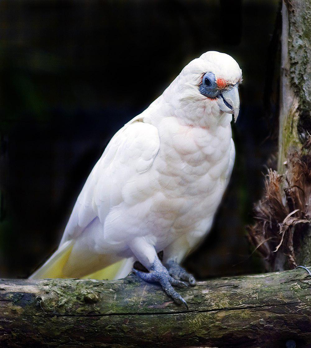 西长嘴凤头鹦鹉 / Western Corella / Cacatua pastinator