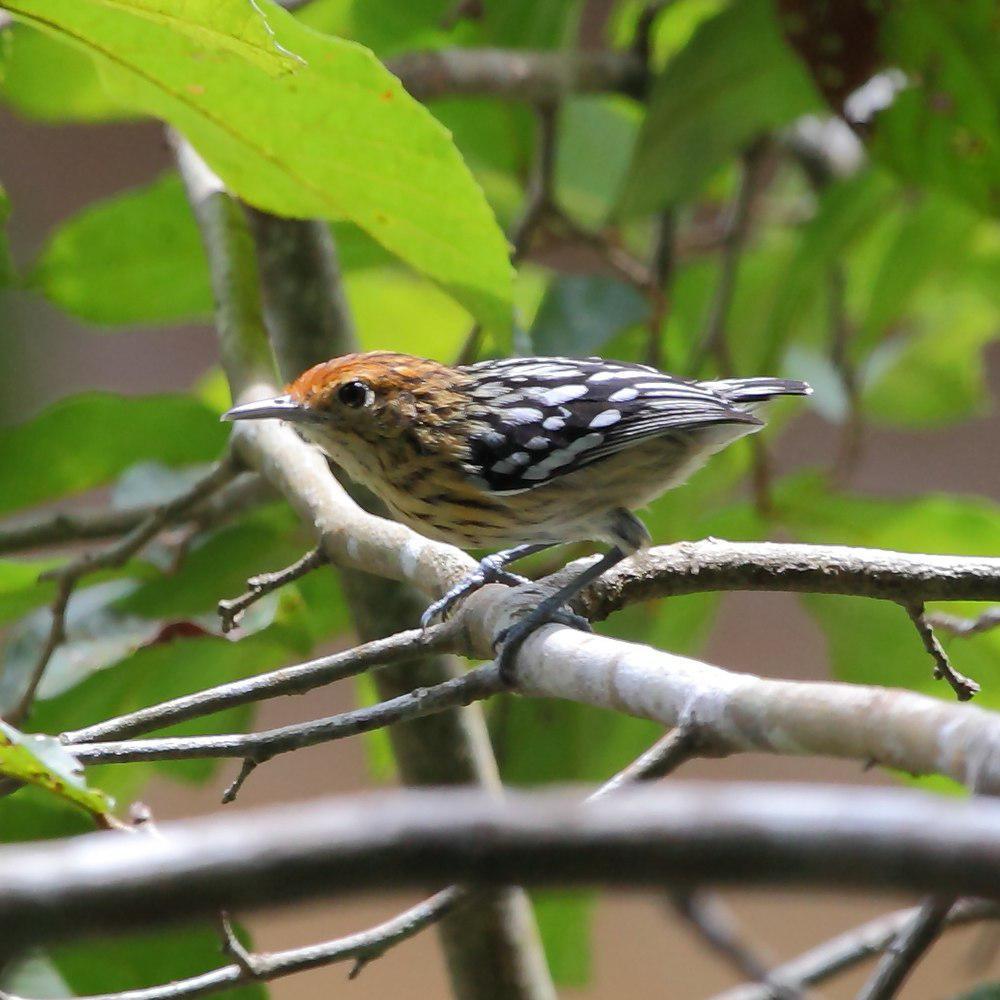 亚马孙纵纹蚁鹩 / Amazonian Streaked Antwren / Myrmotherula multostriata