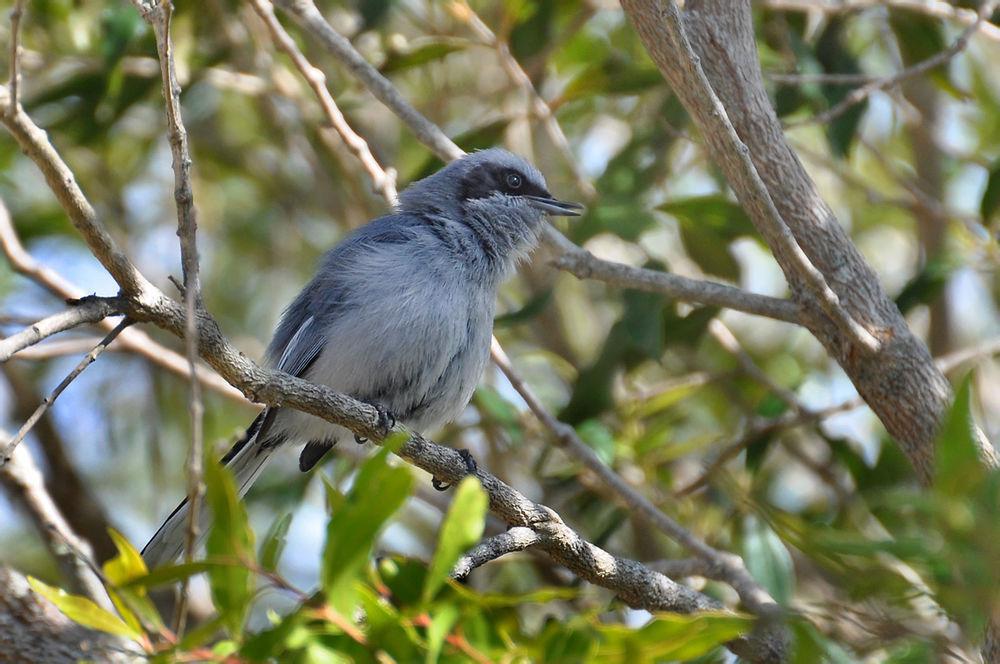 花脸蚋莺 / Masked Gnatcatcher / Polioptila dumicola