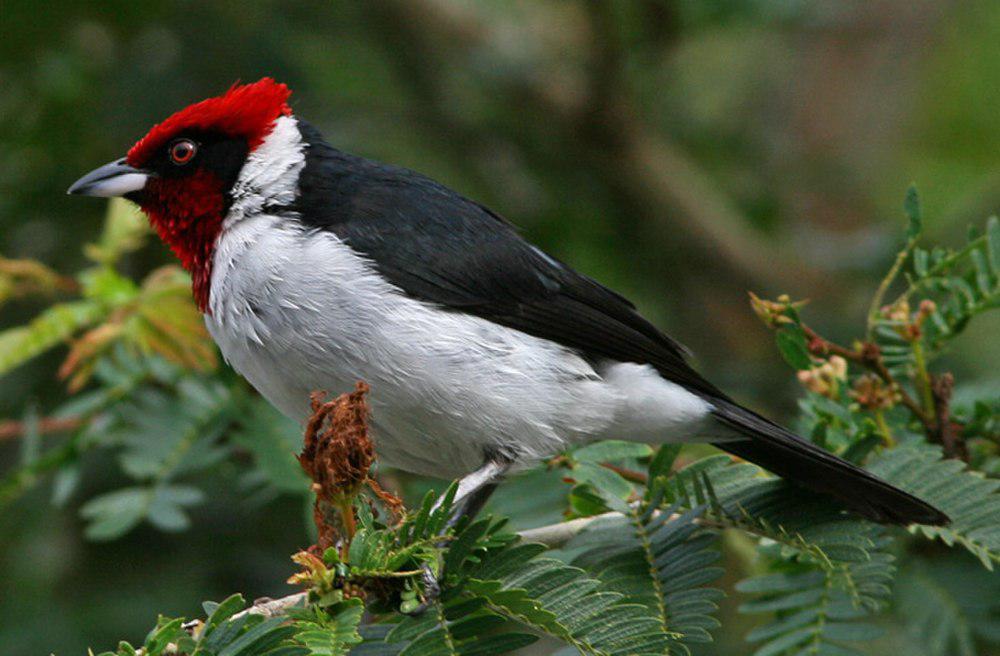 黑脸蜡嘴鹀 / Masked Cardinal / Paroaria nigrogenis