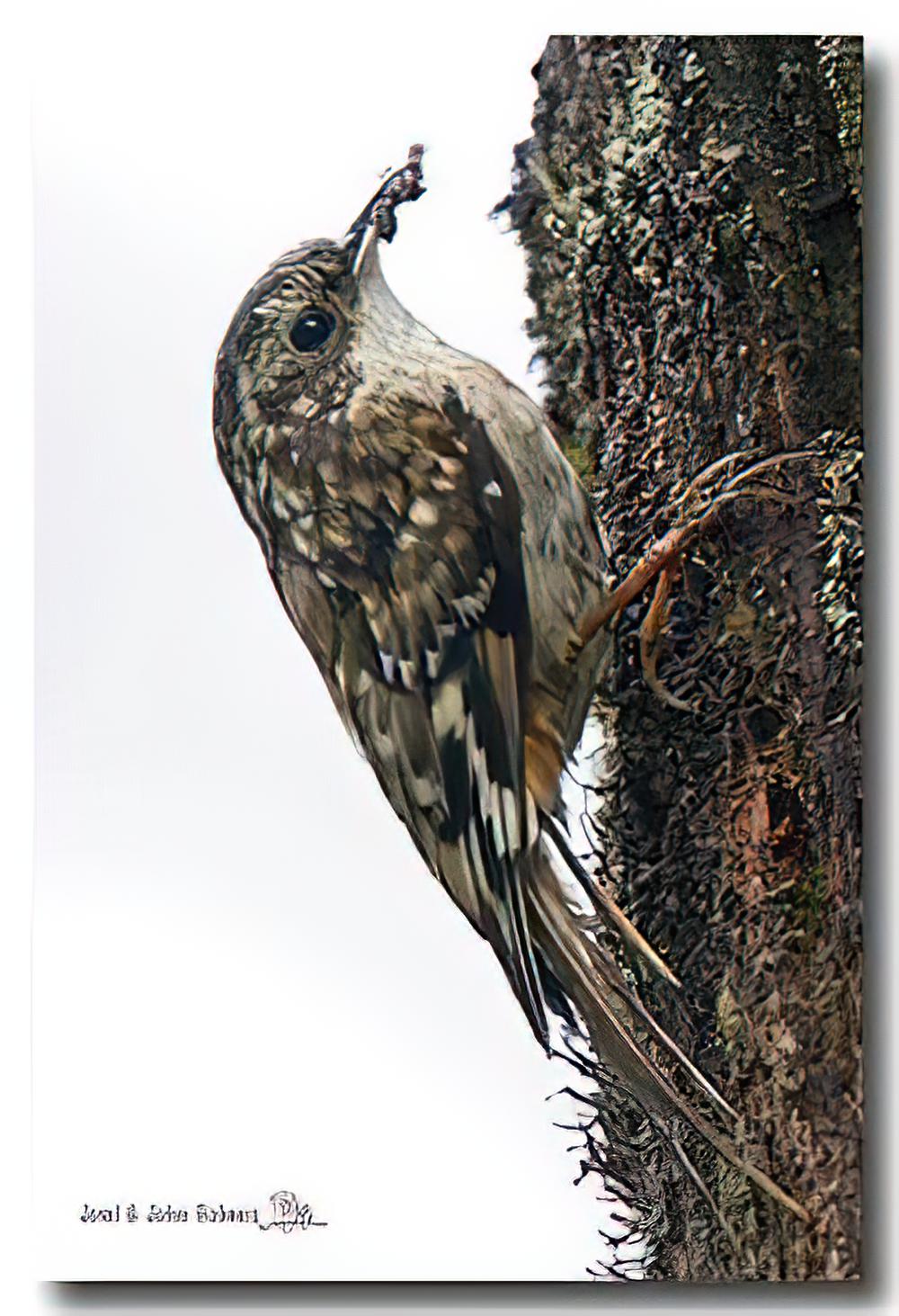 四川旋木雀 / Sichuan Treecreeper / Certhia tianquanensis