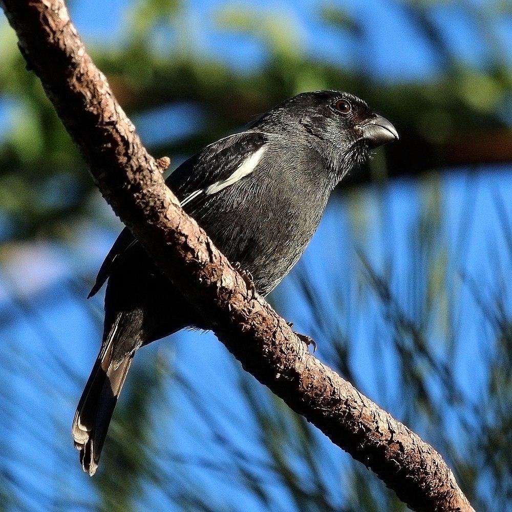 古巴黑雀 / Cuban Bullfinch / Melopyrrha nigra