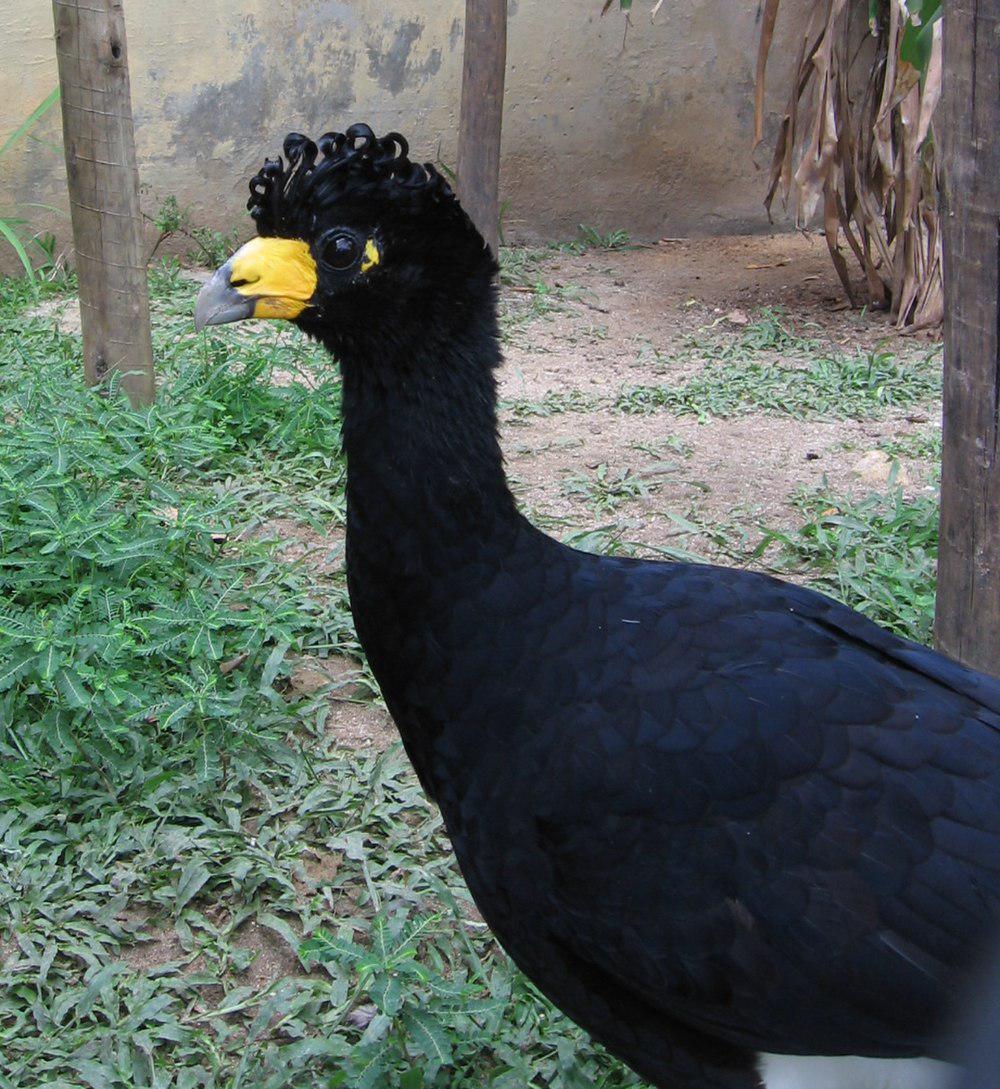 黑凤冠雉 / Black Curassow / Crax alector