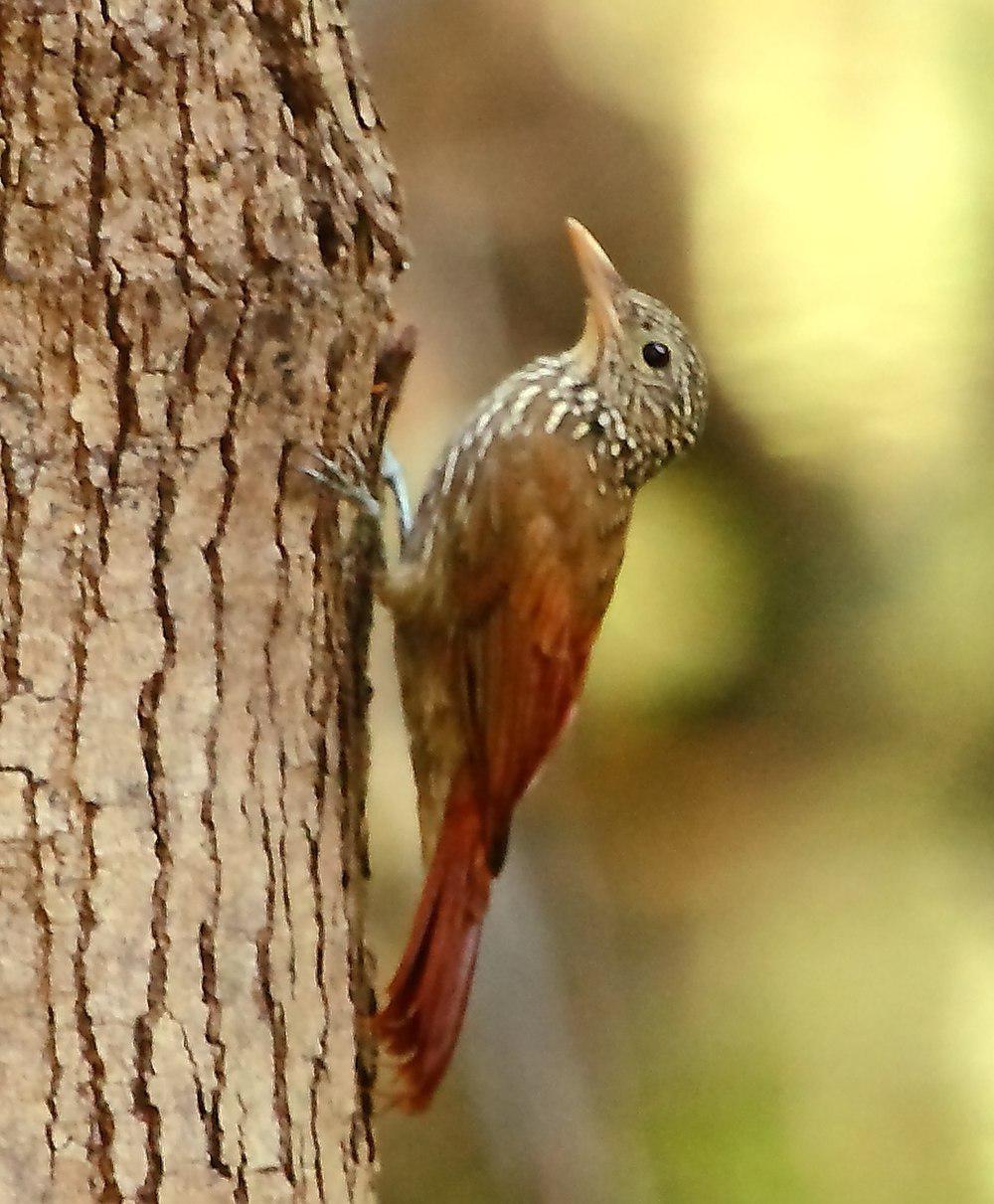 纵纹䴕雀 / Striped Woodcreeper / Xiphorhynchus obsoletus