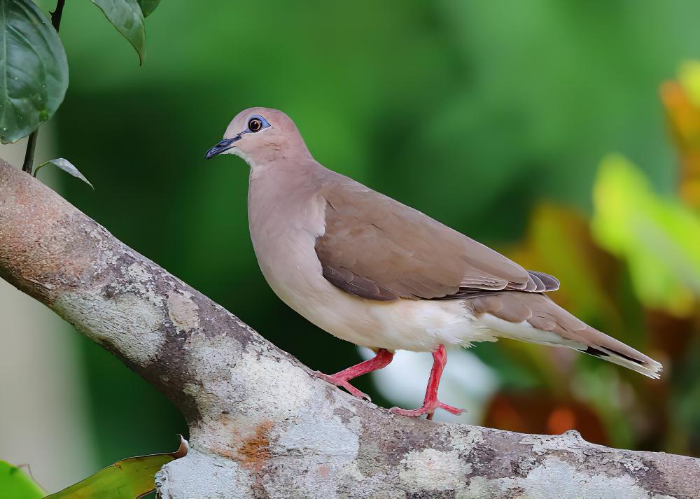 白额棕翅鸠 / White-tipped Dove / Leptotila verreauxi