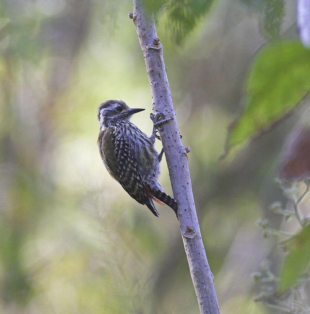 金背啄木鸟 / Abyssinian Woodpecker / Dendropicos abyssinicus