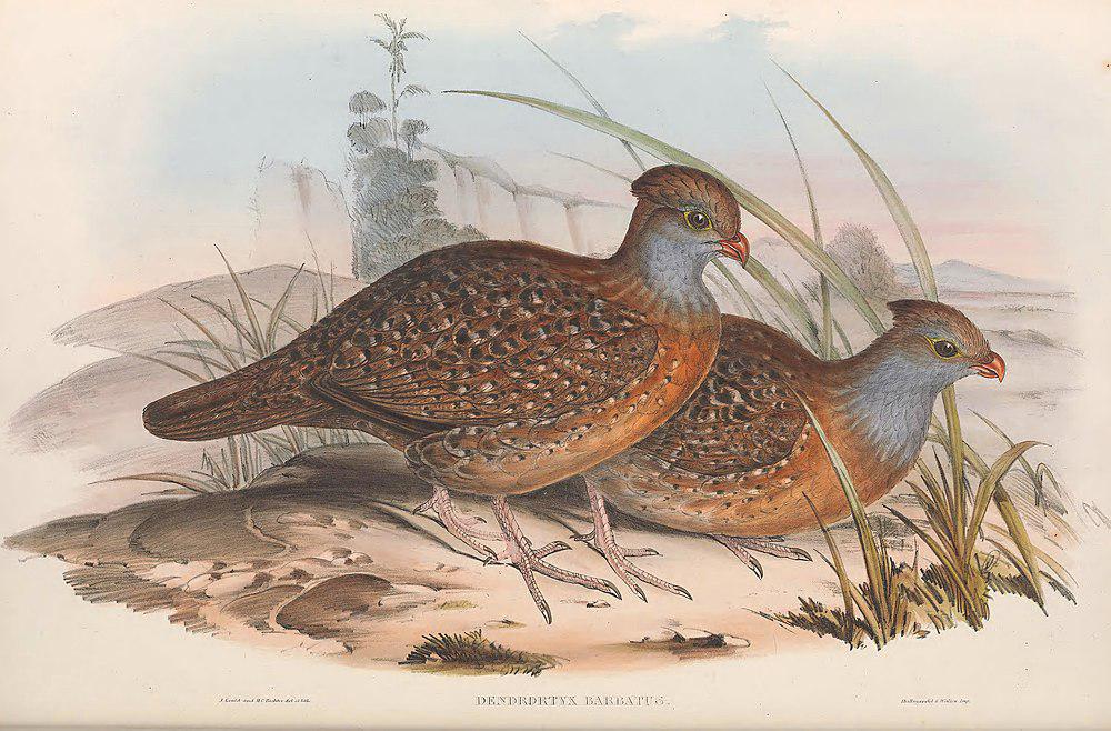 须林鹑 / Bearded Wood Partridge / Dendrortyx barbatus