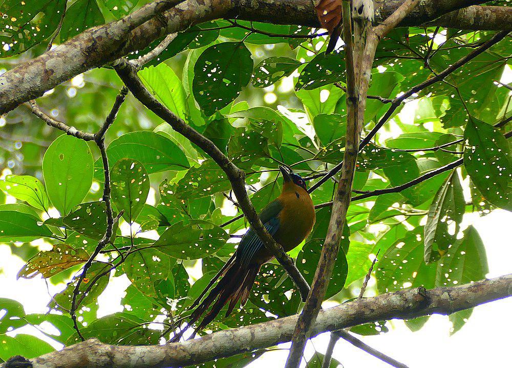 亚马逊翠鴗 / Amazonian Motmot / Momotus momota