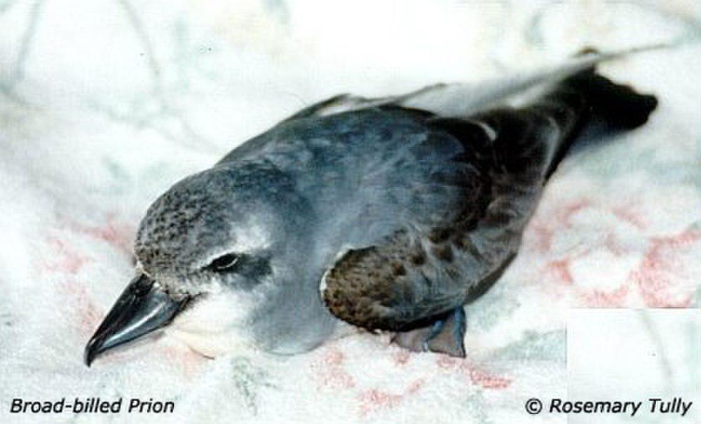 阔嘴锯鹱 / Broad-billed Prion / Pachyptila vittata