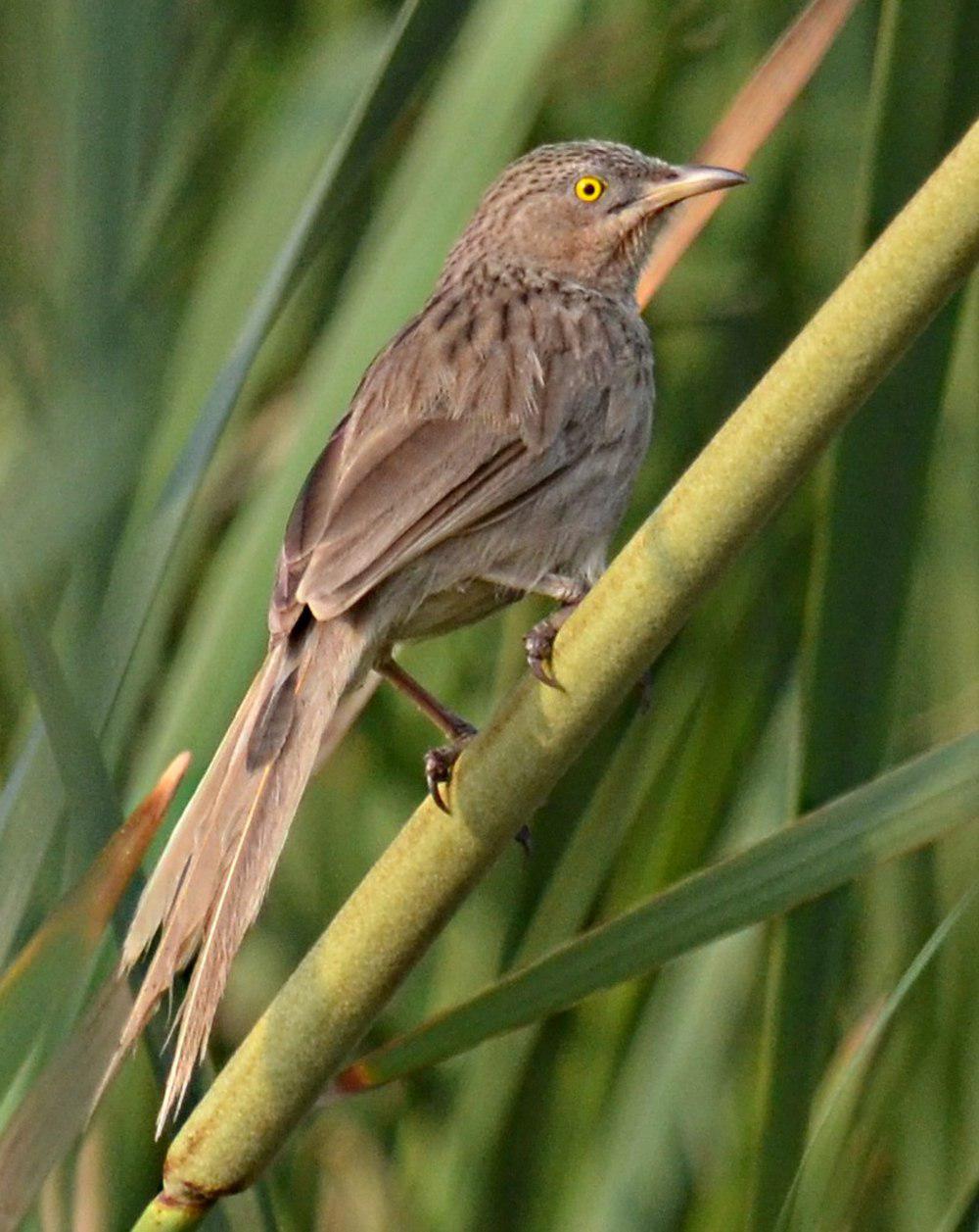 纹背鸫鹛 / Striated Babbler / Argya earlei