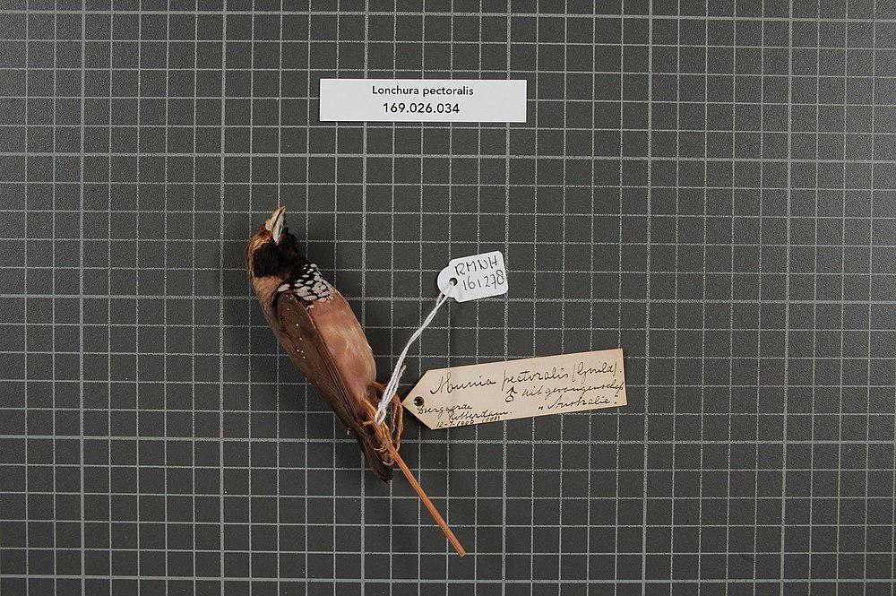 斑胸文鸟 / Pictorella Mannikin / Heteromunia pectoralis