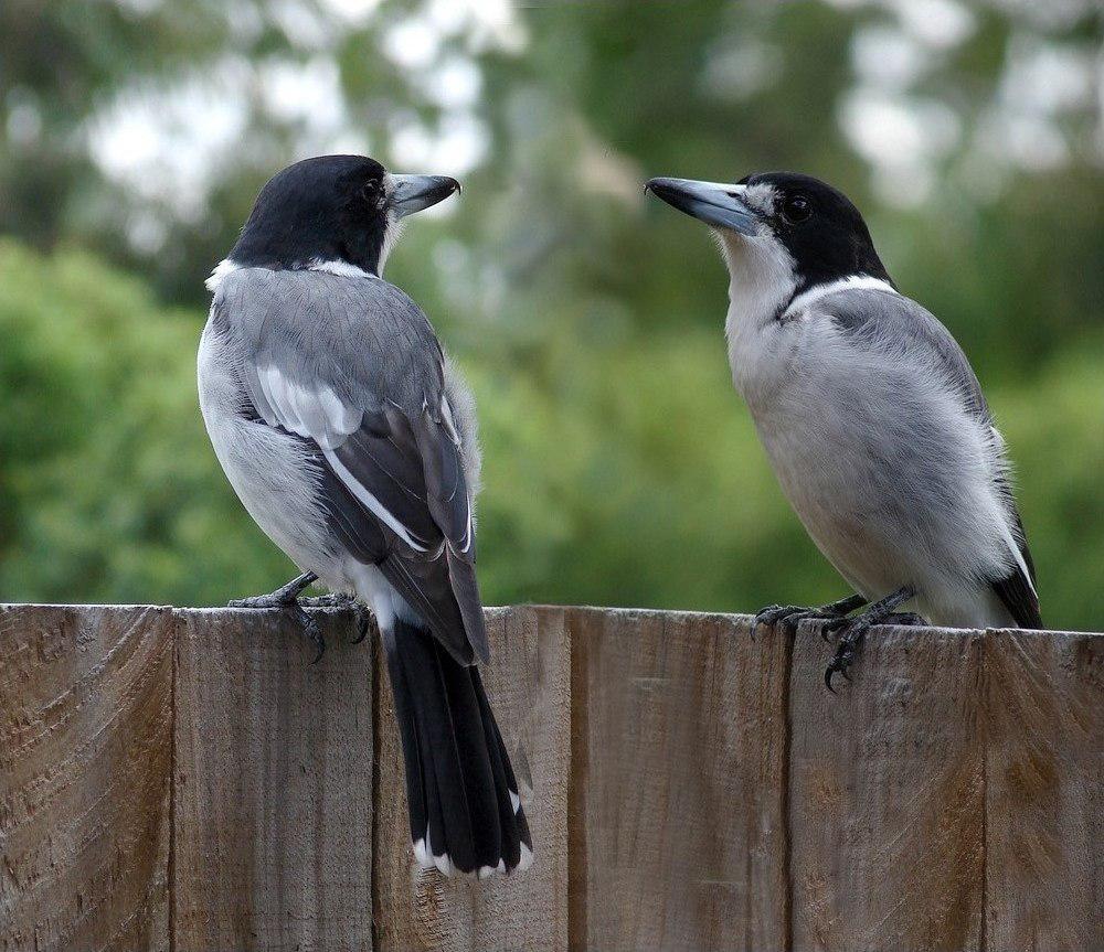 灰钟鹊 / Grey Butcherbird / Cracticus torquatus