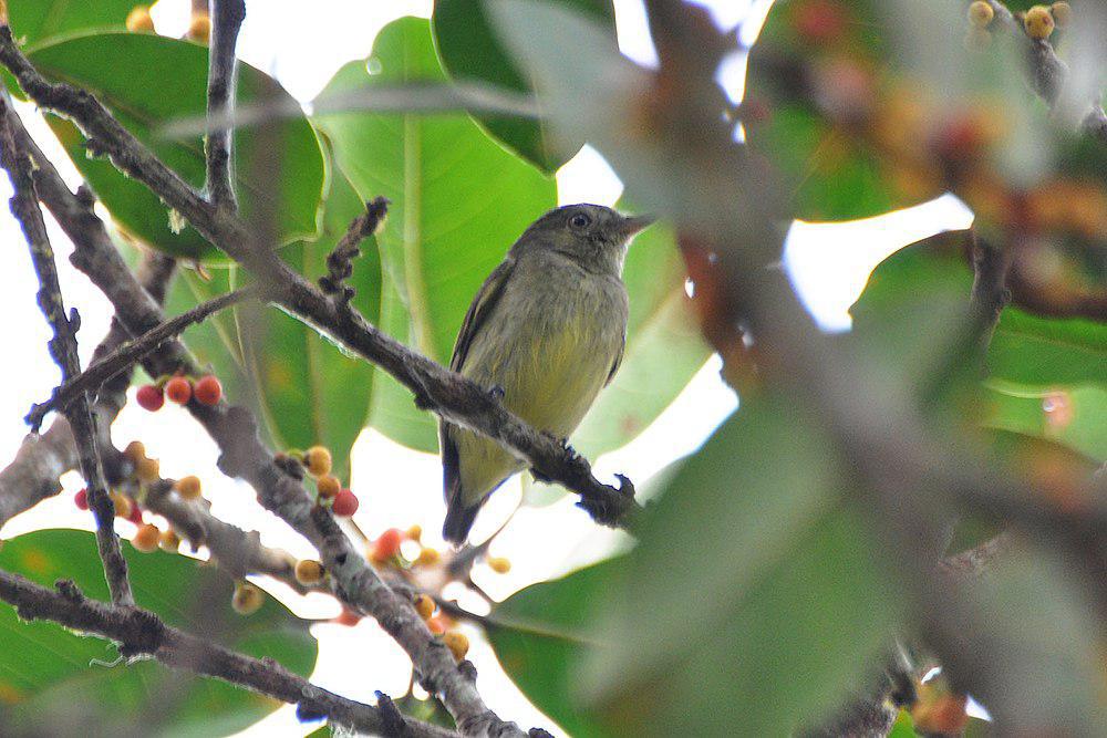 侏霸娇鹟 / Dwarf Tyrant-Manakin / Tyranneutes stolzmanni