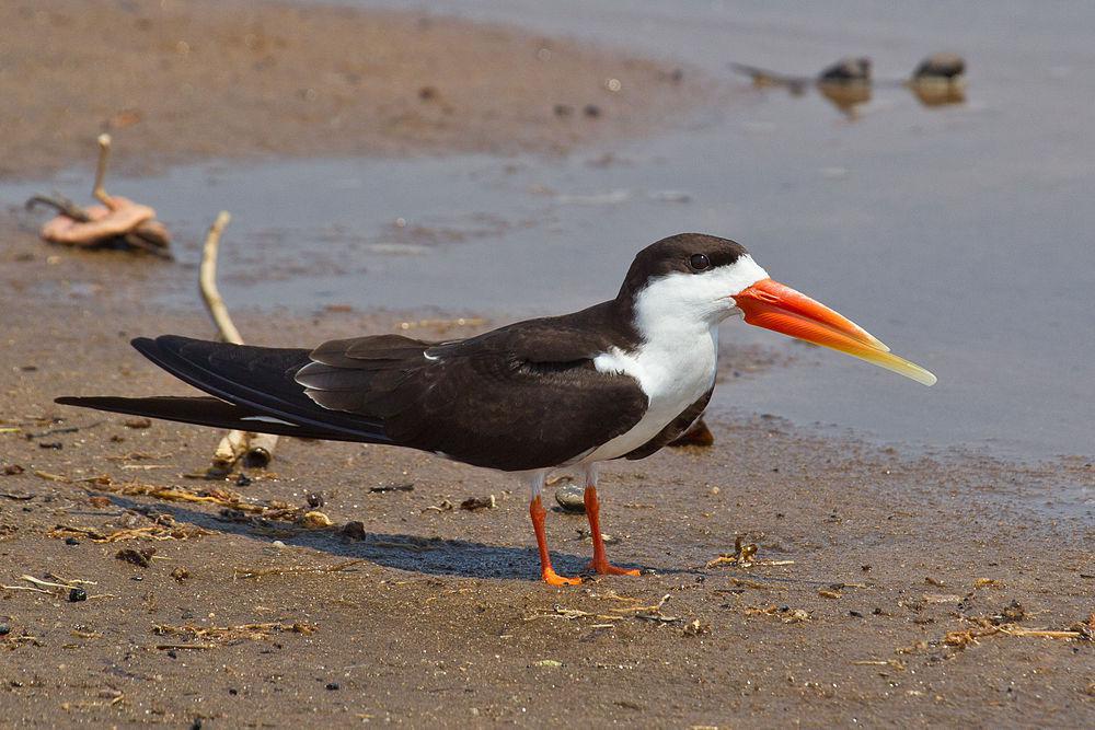 非洲剪嘴鸥 / African Skimmer / Rynchops flavirostris