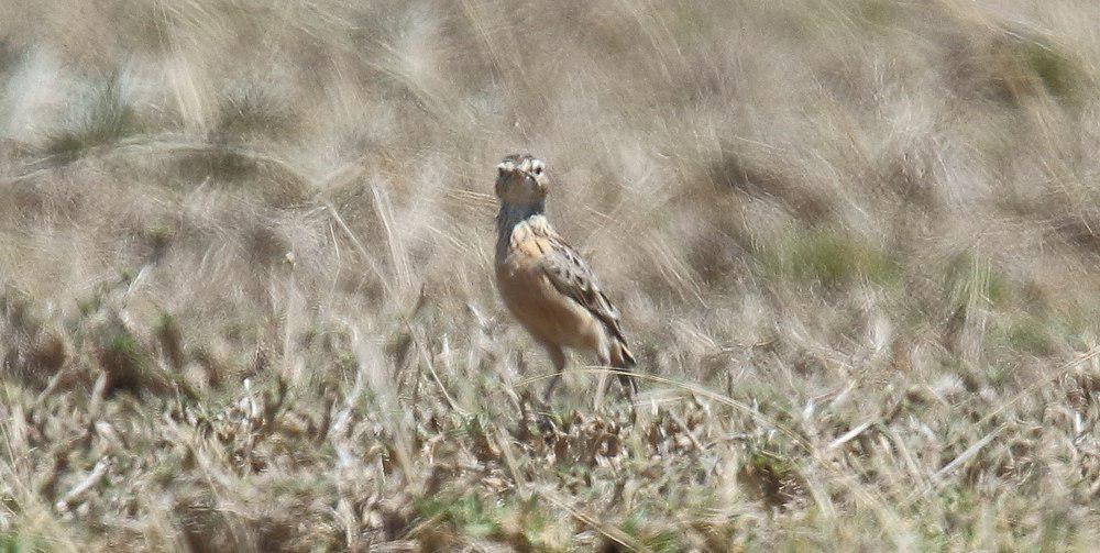 比氏百灵 / Beesley\'s Lark / Chersomanes beesleyi