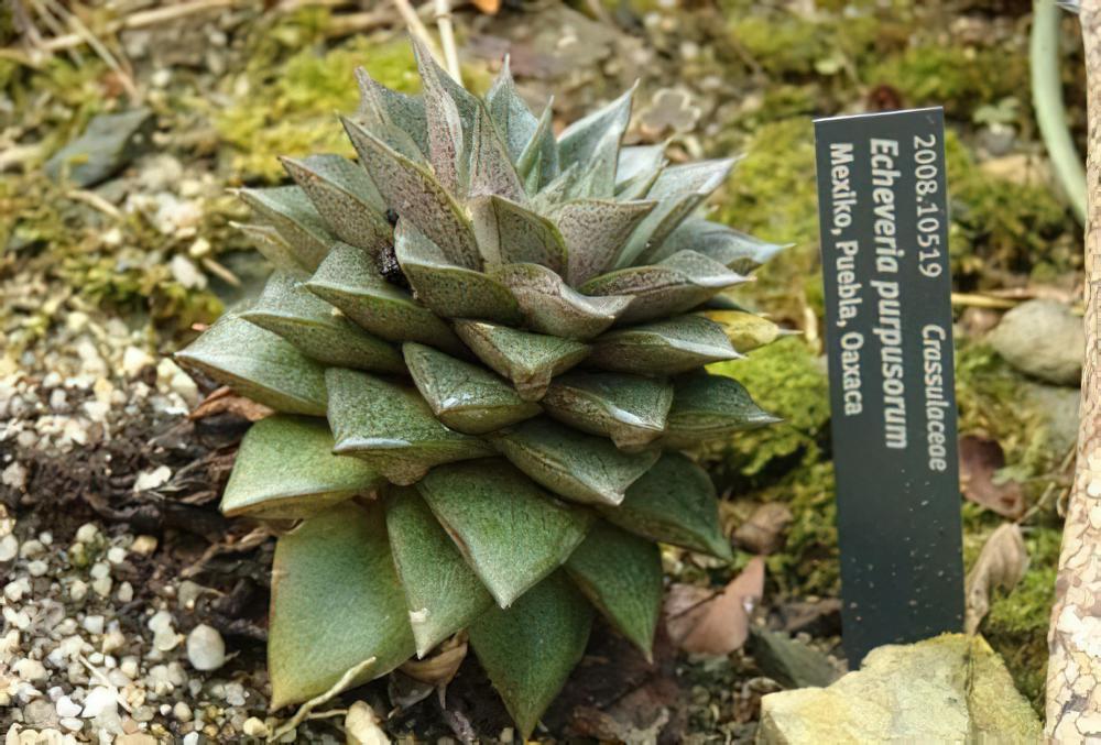 大和锦 Echeveria purpusorum