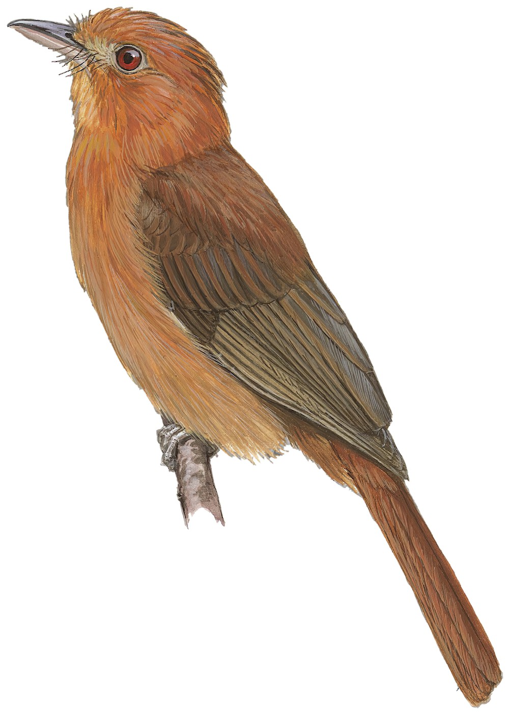 棕霸鹟 / Rufous Twistwing / Cnipodectes superrufus