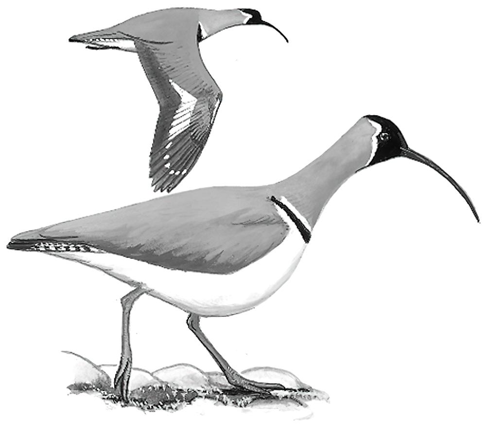 鹮嘴鹬 / Ibisbill / Ibidorhyncha struthersii