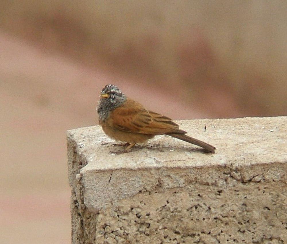 家鹀 / House Bunting / Emberiza sahari