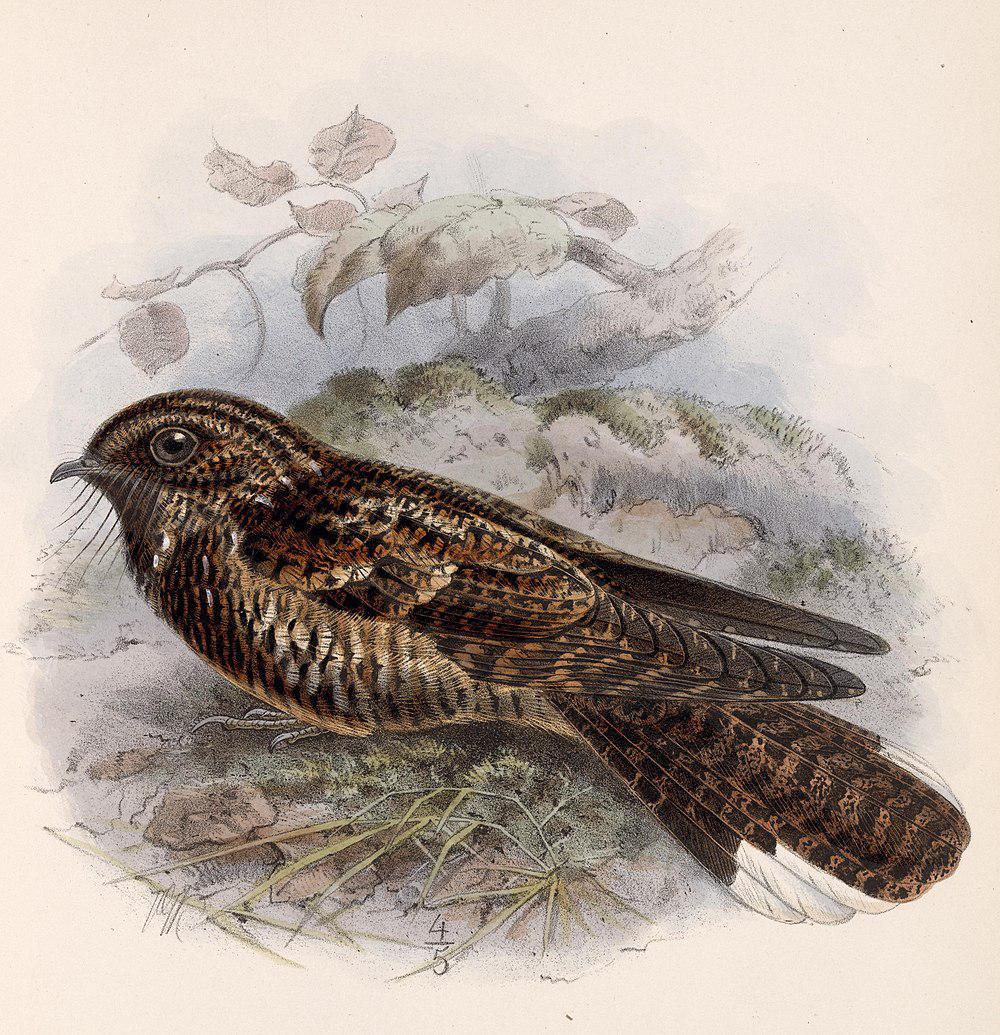 美洲乌夜鹰 / Dusky Nightjar / Antrostomus saturatus