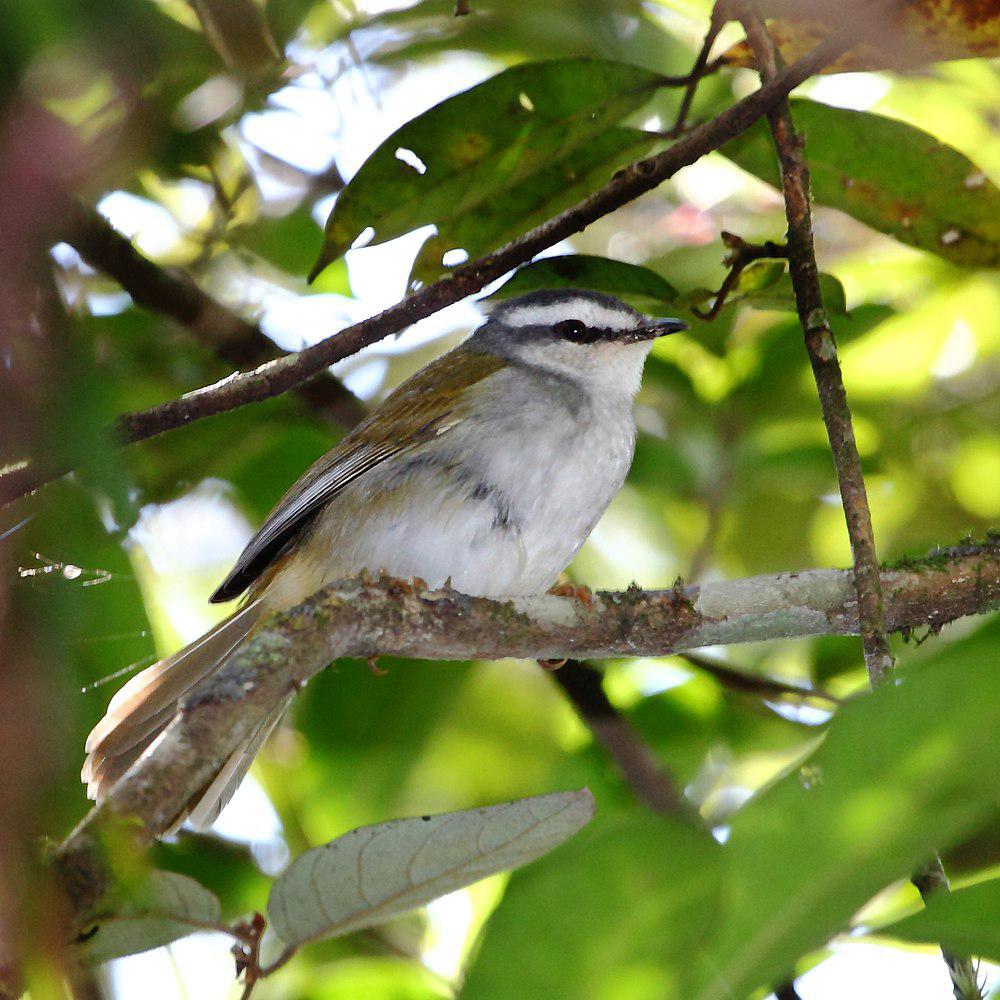 白纹王森莺 / White-striped Warbler / Myiothlypis leucophrys