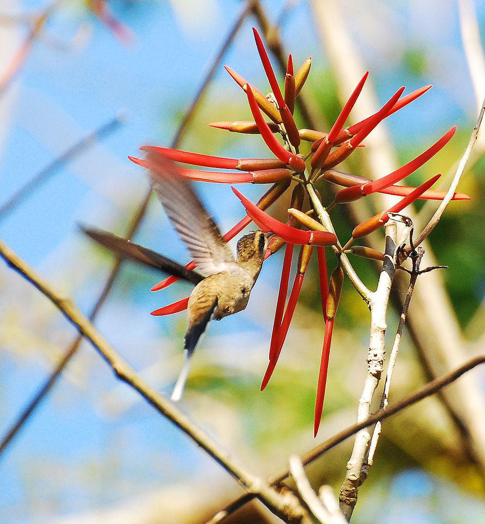 墨西哥隐蜂鸟 / Mexican Hermit / Phaethornis mexicanus