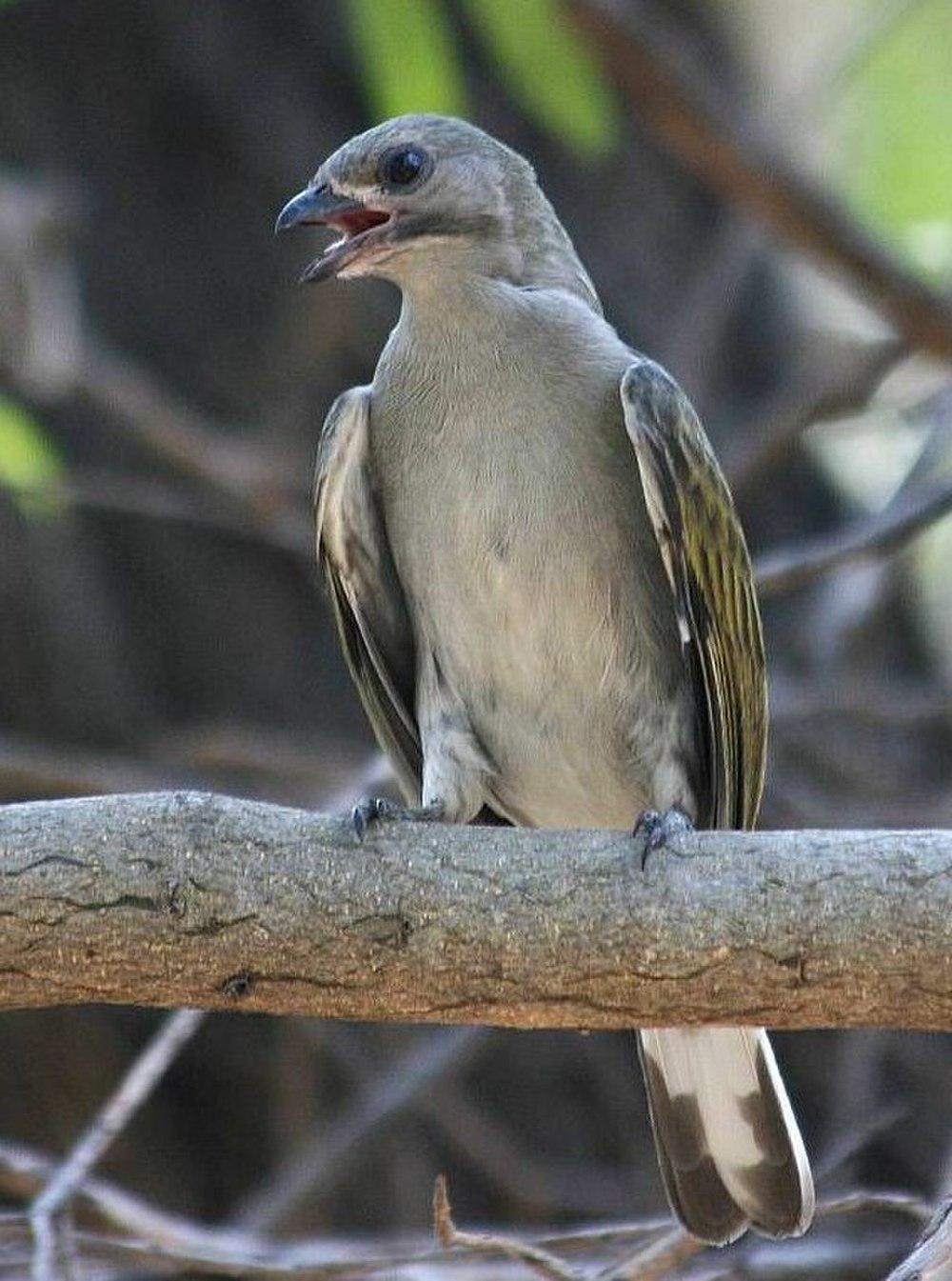 北非响蜜䴕 / Lesser Honeyguide / Indicator minor