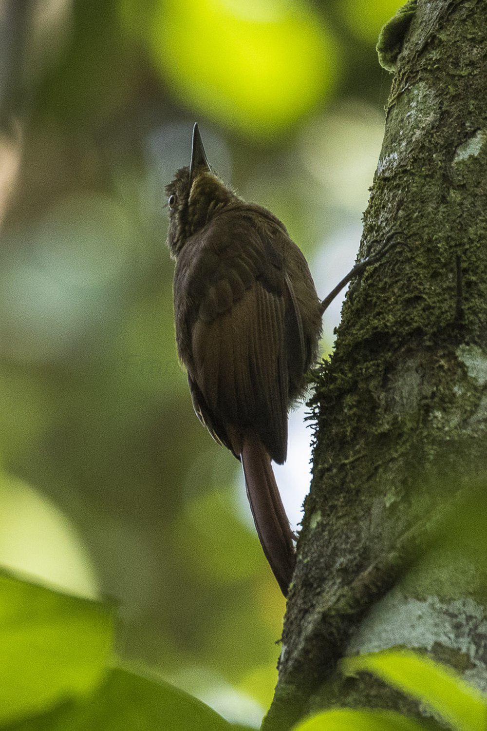 褐翅䴕雀 / Tawny-winged Woodcreeper / Dendrocincla anabatina