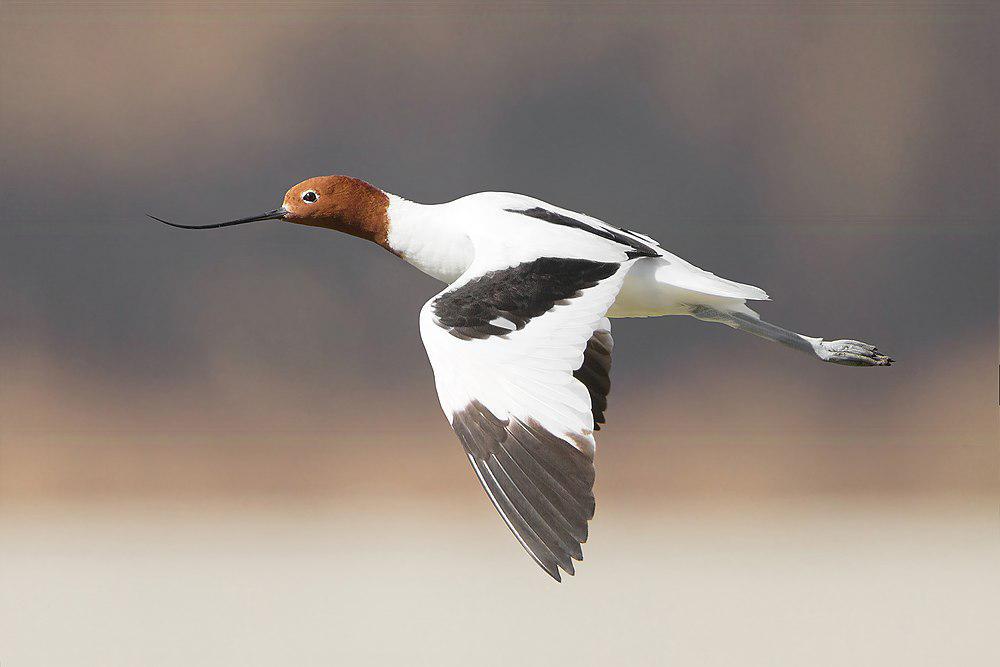 红颈反嘴鹬 / Red-necked Avocet / Recurvirostra novaehollandiae